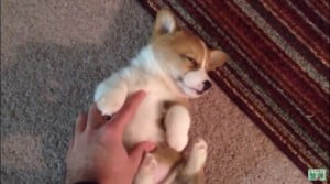 コギ動画31