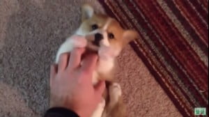 コギ動画32