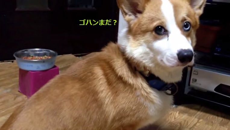 コーギー癒され動画 尻尾がないのにピコピコ動くカワイイ動画 もっちりタイム