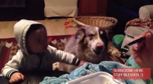 おもしろ動画 ママって言って 必死すぎる犬が仰天行動ww もっちりタイム