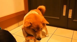 服着る柴犬2