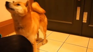 服着る柴犬6