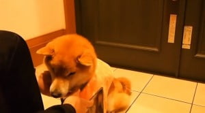服着る柴犬