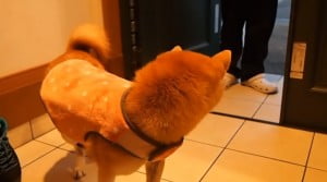 服着る柴犬3