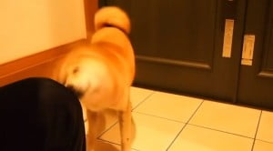 服着る柴犬5