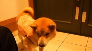 服着る柴犬4