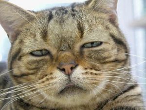 疑いの目猫